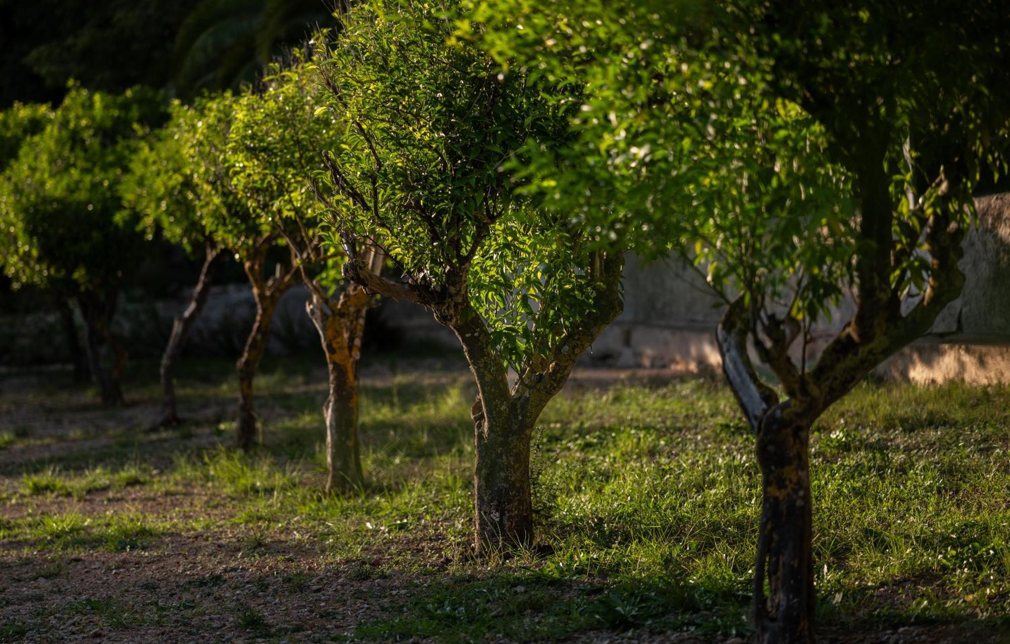 Agroturismo Son Boronat Calvia  ภายนอก รูปภาพ